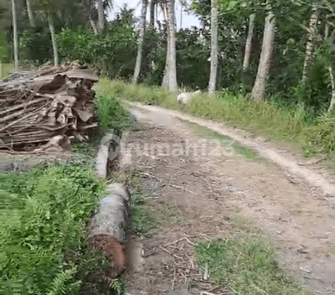 Dijual Tanah Kawasan Vila, View Sawah Dan Masuk Kawasan Permukiman Perkotaan zona Kuning di Ubud 1