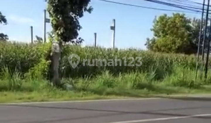 Tanah Murah Nol Jalan Daendles Lamongan Arah Tuban  2