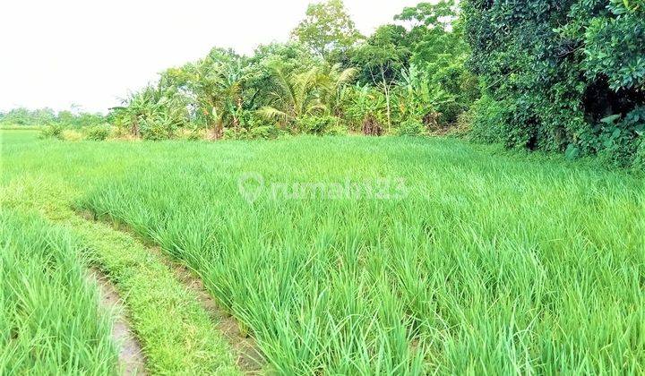 Tanah 9 Hektar Pinggir Jalan Raya Serang Banten View Gunungkarang 9