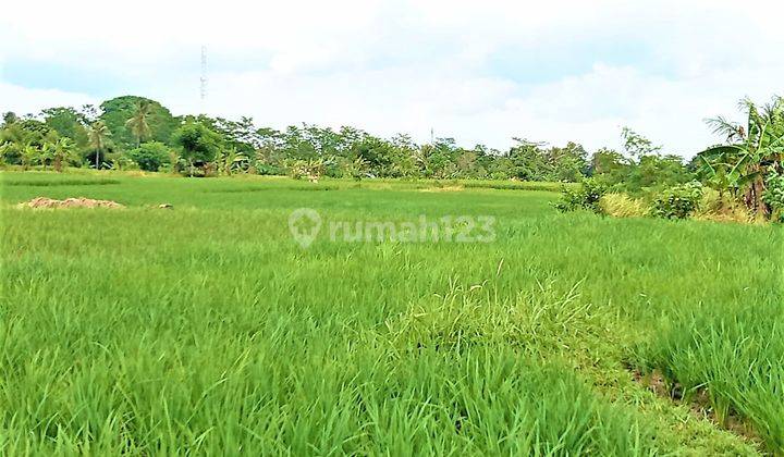 Tanah 9 Hektar Pinggir Jalan Raya Serang Banten View Gunungkarang 8