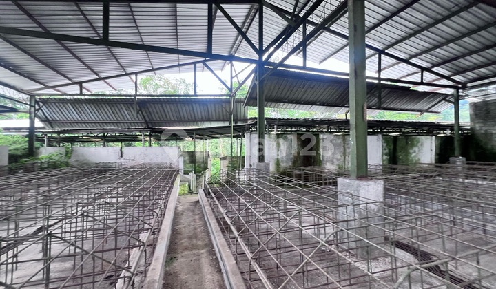 Dijual Murah Eks Peternakan Babi. Sudah Ada Izin. Siap Pakai  2