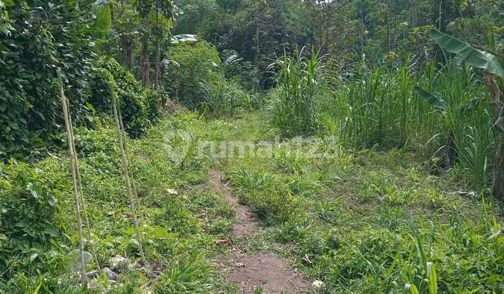 Dijual Tanah Kebun di Kaliurang Yogyakarta Dijual Tanah Kebun di Kaliurang Yogyakarta