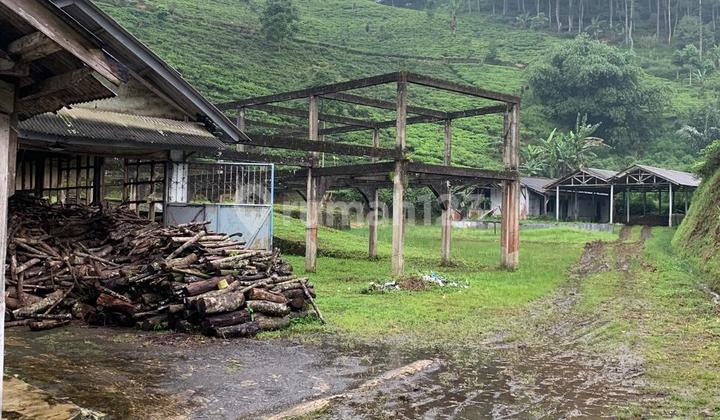 DIJUAL PERKEBUNAN TEH DI MAJALENGKA DIJUAL PERKEBUNAN TEH DI MAJALENGKA