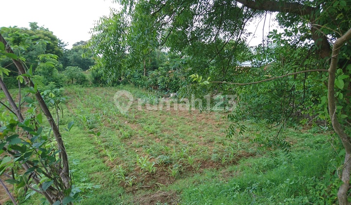 Tanah Dekat Bandara Baru Setrategis Masih Hijau Tanah Dekat Bandara Baru Setrategis Masih Hijau