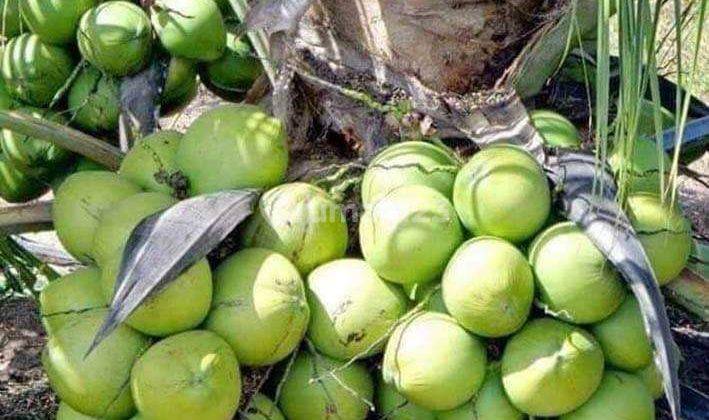 Kebun Kelapa Kopyor Dekat Heha Panggang Yogyakarta  1