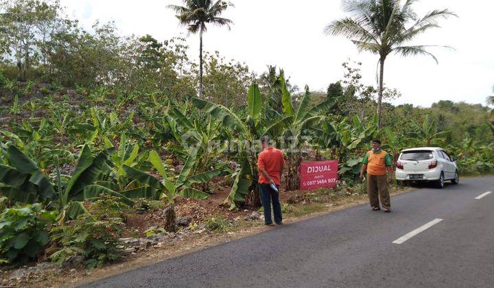 Kebun Kelapa Kopyor Dekat Heha Panggang Yogyakarta  2