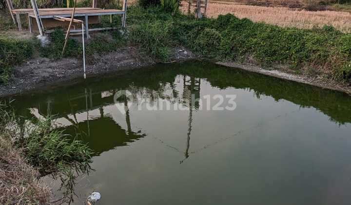Peternakan Kambing Plus Kolam Nila Peternakan Kambing Plus Kolam Nila
