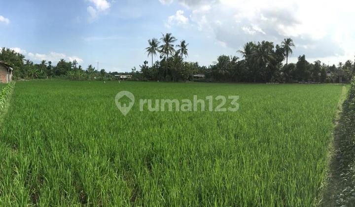Yellow Lane Sawah Tanan Imogiri