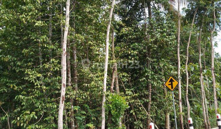 Tanah Pekarangan Dekat Wisata Pinus 1