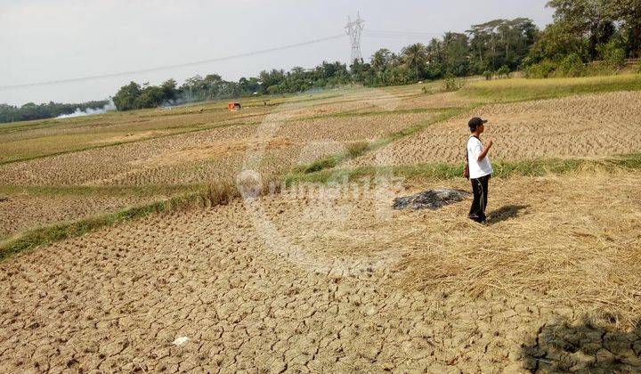 Dijual Tanah Darat Sawah di Serang Banten 2