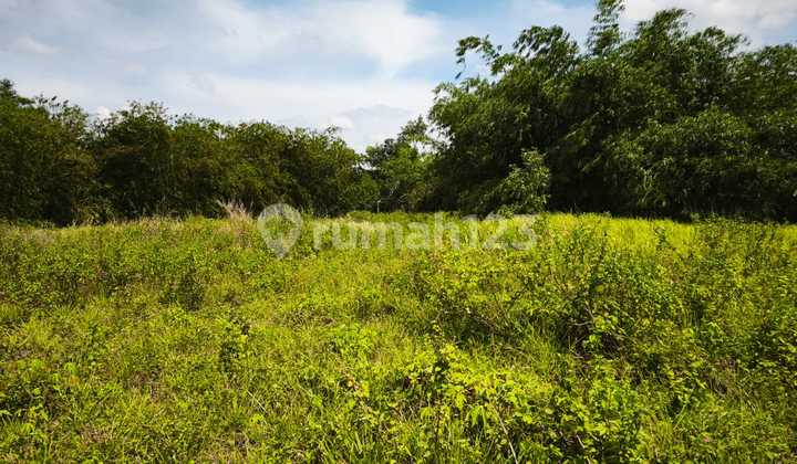 Tanah cocok buat perkebunan dan peternakan Hook Dijual di Kliris Kendal