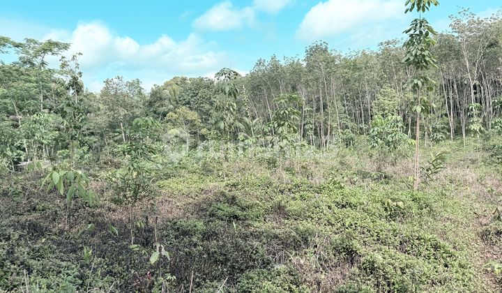 Land for Sale in Ciamis, 36K per meter, SHM Certificate, Car Access, Expansion up to 2 Hectares.