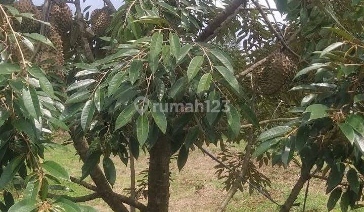 Jual Kebun Durian Jenis Bawor 100 Pohon Berbuah di Pekalongan 3