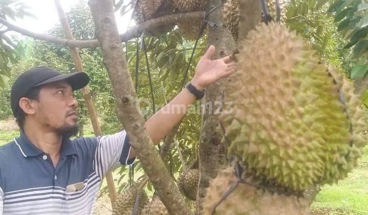 Jual Kebun Durian Jenis Bawor 100 Pohon Berbuah di Pekalongan 4