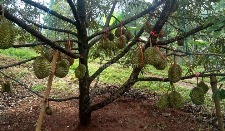 Jual Kebun Durian Jenis Bawor 100 Pohon Berbuah di Pekalongan 1