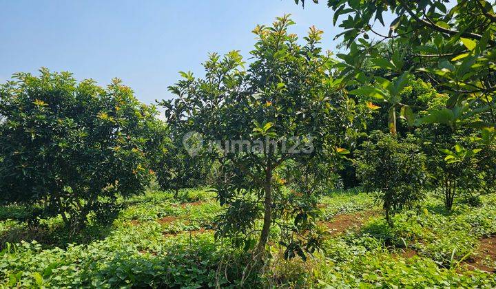 Jual Kebun Alpukat di Bogor