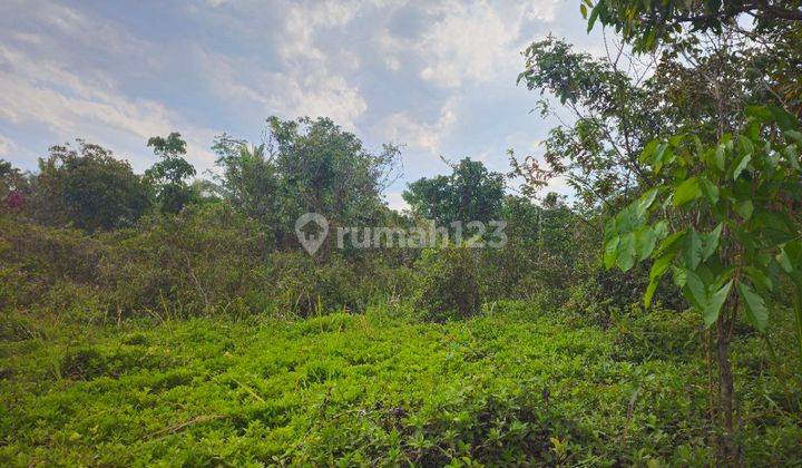 Tanah Dijual di Cisaga, Ciamis Murah 20 Rb Permeter,2 Ha Dalam 1 Hamparan  1