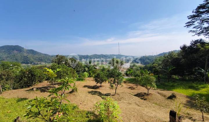 Di Jual Kebun Alpukat Miki 5 Ha SHM di Leuwiliang Bogor Di Jual Kebun Alpukat Miki 5 Ha SHM di Leuwiliang Bogor