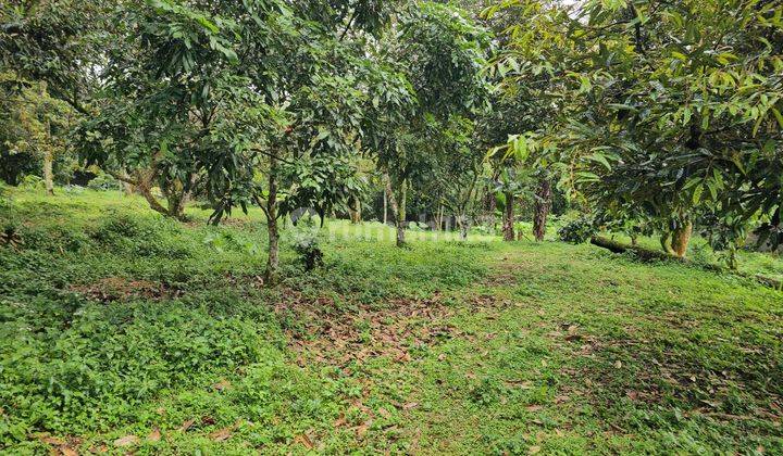 Jual Kebun Durian Sudah Berbuah Di Bogor 30 Menit Stasiun Bogor 2