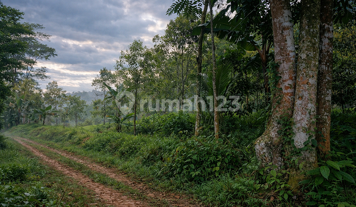 Jual Kebun Cengkeh Produktif di Panawangan Ciamis