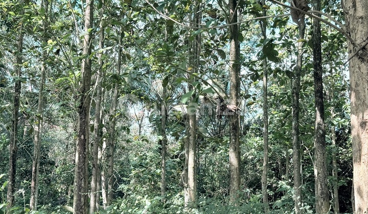 For Sale: 1200 Teak Trees Plantation in Cisaga, Ciamis For Sale: 1200 Teak Trees Plantation in Cisaga, Ciamis