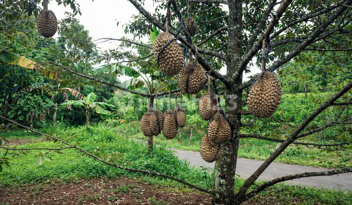 Dijual Kebun Durian Bawor Sudah Berbuah di Pekalongan Jawa Tengah Dijual Kebun Durian Bawor Sudah Berbuah di Pekalongan Jawa Tengah