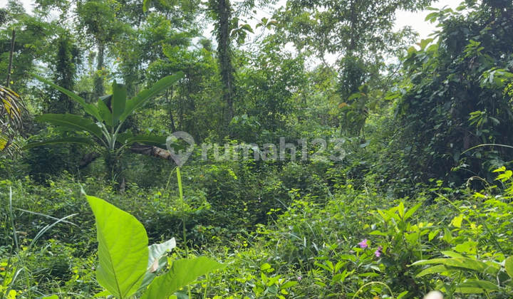Selling Cheap Ciamis Land, 100 Teak and Albasia Trees