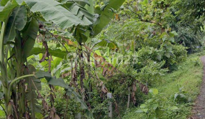 Tanah 4840 M² SHM Jatiluhur