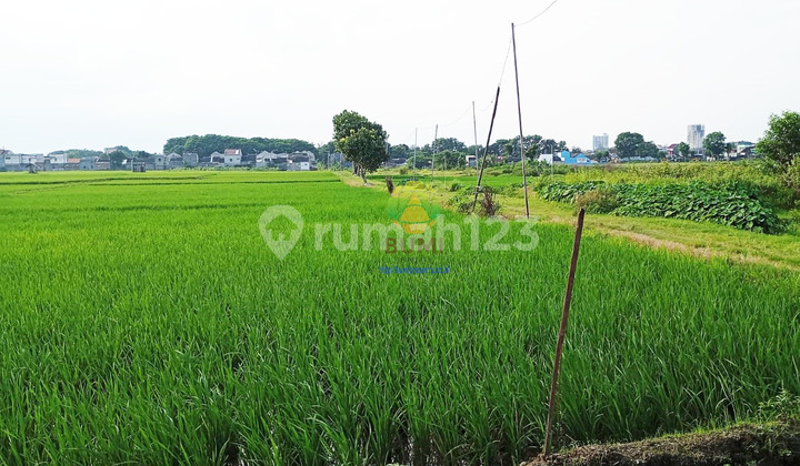 Tanah sawah luas 3200 di Palur, Mojolaban