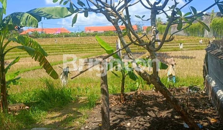 LAHAN VIEW SAWAH DI BUCU, UMALAS - BALI LAHAN VIEW SAWAH DI BUCU, UMALAS - BALI