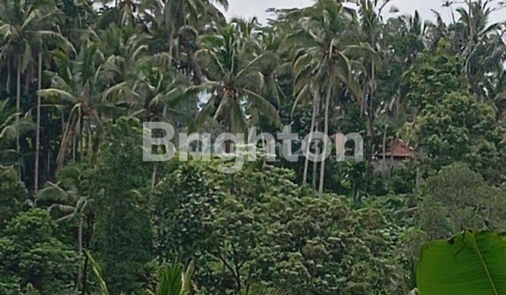 LAHAN BUC DENGAN VIEW MENAWAN DI TEGALLALANG, UBUD - BALI 2