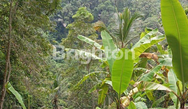 LAHAN BUC DENGAN VIEW MENAWAN DI TEGALLALANG, UBUD - BALI 1