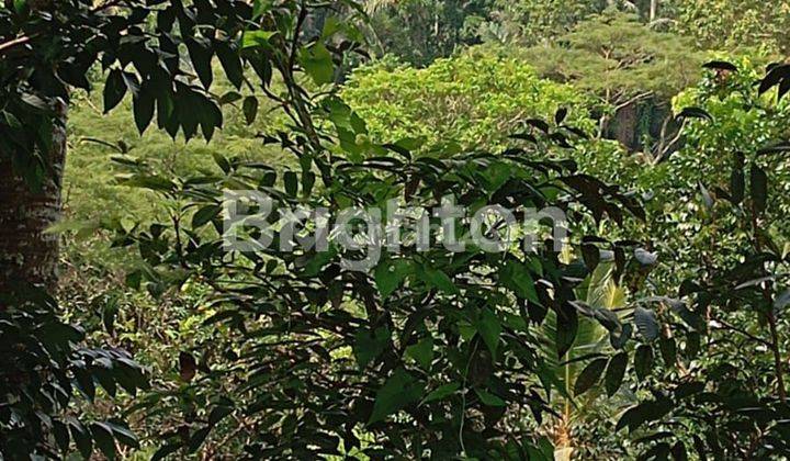 LAND LOS RIVER & JUNGLE VIEW IN PAYANGAN, UBUD - BALI 1