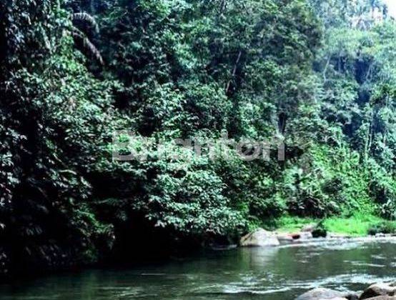 LAHAN RIVERSIDE DENGAN EXOTIC JUNGLE VIEW DI KELUSA - UBUD, BALI 1