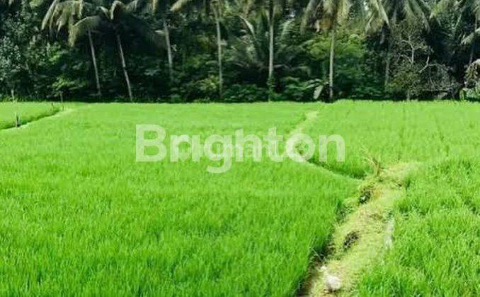 LAHAN BAGUS DENGAN VIEW CAKEP DI TEGALLALANG, UBUD - BALI 1