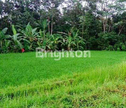 LAHAN BAGUS DENGAN VIEW CAKEP DI TEGALLALANG, UBUD - BALI 2