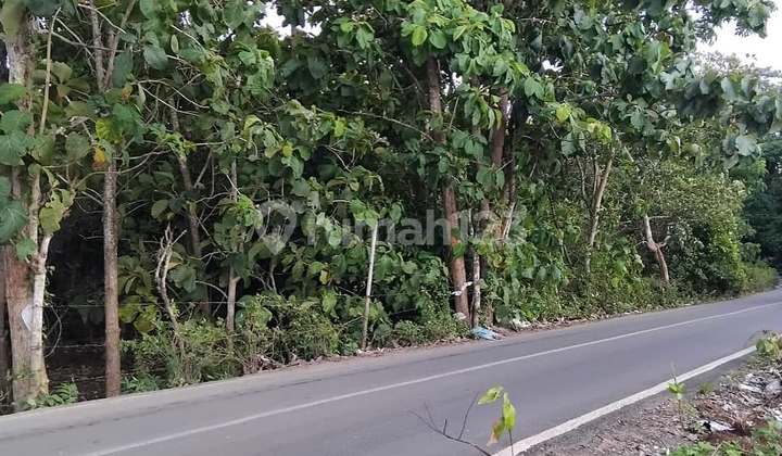 Tanah Murah Jalan Utama P. Balangan Pecatu, Uluwatu - Bali