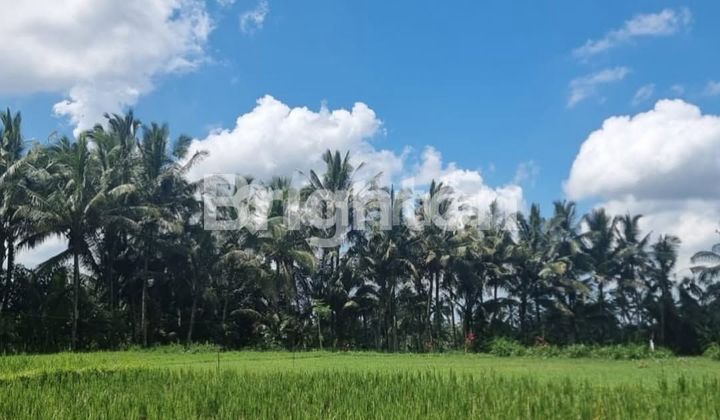 LAHAN VIEW SAWAH & LOS SUNGAI DI KAWASAN VILLA KELUSA, CEMAGI - BALI 1