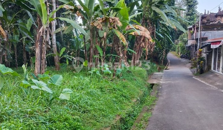 CHEAP LAND WITH RICE FIELD & JUNGLE VIEW IN SINGAKERTA - UBUD, BALI CHEAP LAND WITH RICE FIELD & JUNGLE VIEW IN SINGAKERTA - UBUD, BALI