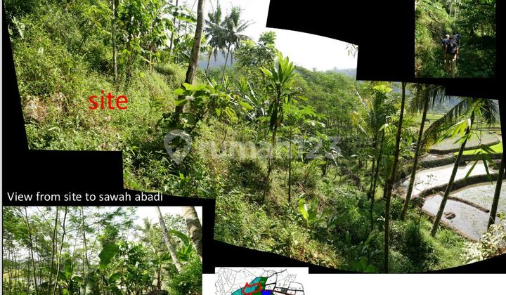 LAHAN SUDAH CUT & FILL DI DESA KEBUMEN, BANYUBIRU KAB SEMARANG 7