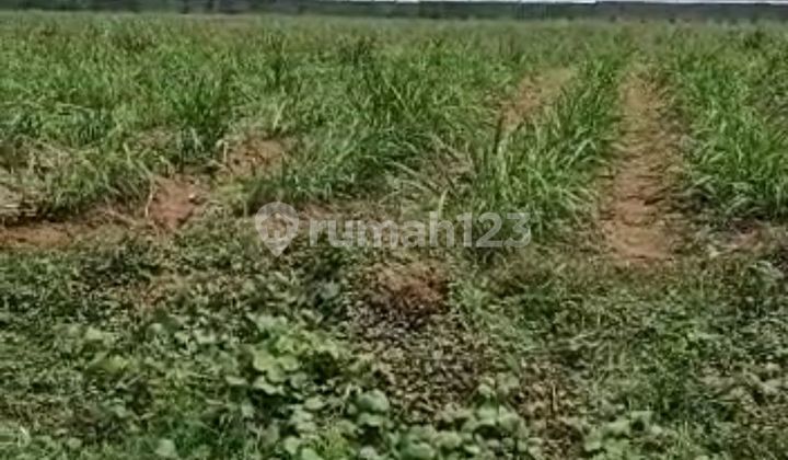 2.5ha of Solid Land, Build-Ready, in Kertajati. Including Container. 2.5ha of Solid Land, Build-Ready, in Kertajati. Including Container.