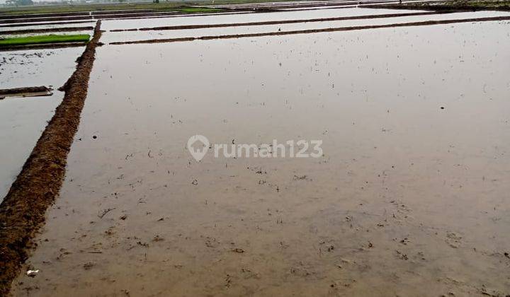 Sawah Aktif Murah Luas Strategis di Haurwangi Cianjur 2