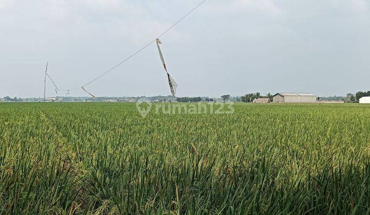 Dijual Tanah Sawah Jl Pangkalan Teluk Jambe Karawang Barat Luas 7000m2 Dekat Ke Pintu Toll Karawang Barat 2