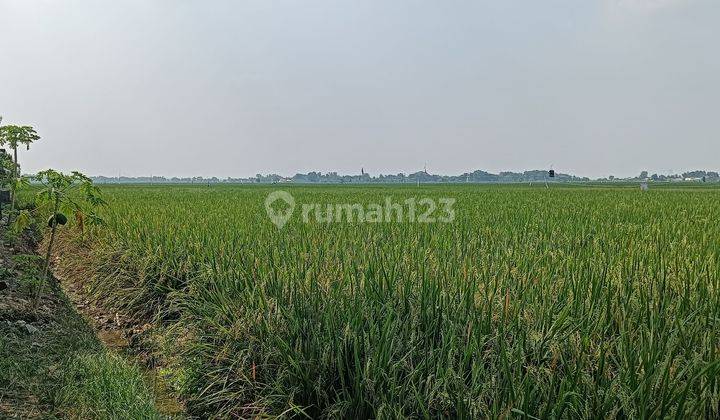 Dijual Tanah Sawah Karawang Barat, Pangkalan, Luas Per Petak 700m2an  2