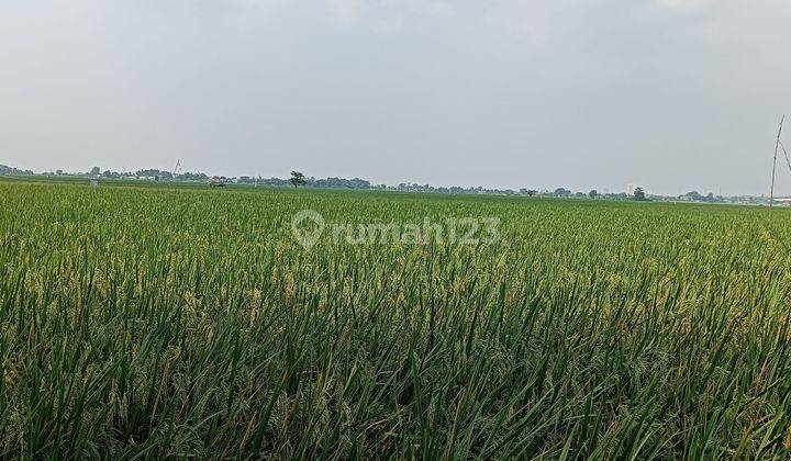 Dijual Tanah Sawah Karawang Barat, Pangkalan, Luas Per Petak 700m2an  1