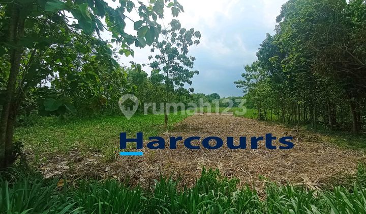 Red Zone Land/Strategic Industry in Sambungmacan, Sragen