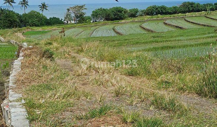 Tanah di Jalan pantai Kelating Kerambitan Tabanan 2000 SHM m² 1