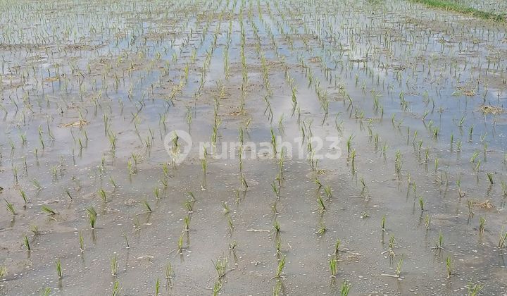 Tanah Di Jl. Pantai Kelating Kerambitan Tabanan Shm 1000.0 M² Tanah Di Jl. Pantai Kelating Kerambitan Tabanan Shm 1000.0 M²