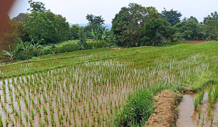 Tanah Kebun Luas Nyaman Cocok Villa Di Cipicung Cijeruk Bogor 2