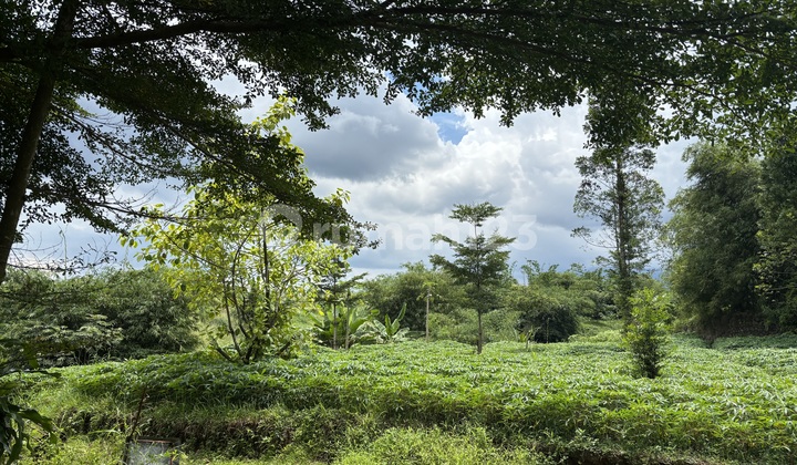 Plot 6,389M2 Ready to Build in Ciomas Bogor Plot 6,389M2 Ready to Build in Ciomas Bogor